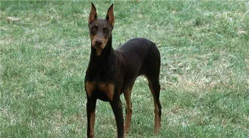杜宾犬会打猎吗 杜宾犬不适合狩猎的狗狗 | 杜宾犬