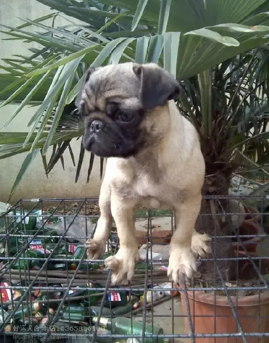 巴哥犬|5个月大的巴哥犬得了犬瘟还能活吗