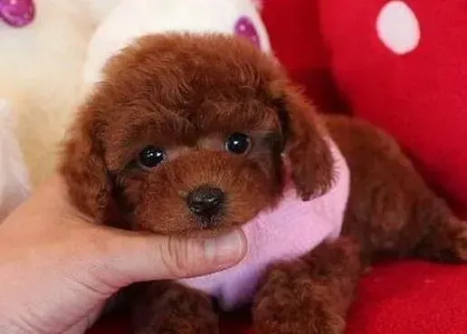 泰迪犬|泰迪犬不吃东西只喝水是生什么病了