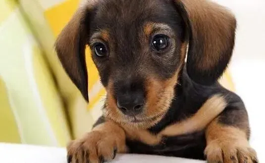 腊肠犬|请问腊肠犬肚皮黑色是怎么回事