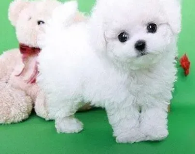 比熊犬|比熊犬没有任何症状的呕吐该怎么办