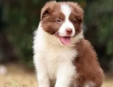 边境牧羊犬|边境牧羊犬适合我们饲养的原因