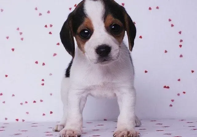 比格犬|四个月大的比格犬喜欢舔舐我们的手是什么原因
