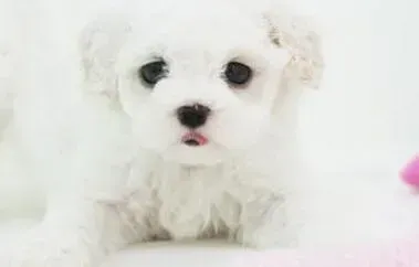 贵宾犬|贵宾犬怎样清理干净眼睛上出现的眼屎