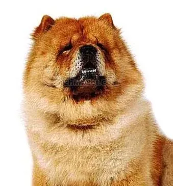 松狮犬|狗狗疾病早预防 怎样避免松狮犬受到犬瘟热的侵害