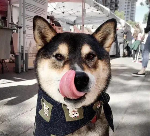 黑色的柴犬是正宗的么 黑柴是属于正宗柴犬之一 | 柴犬