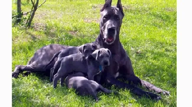 大丹犬|9个小细节看出大丹犬日常健康问题