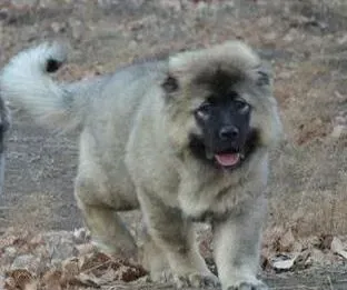 高加索犬|高加索犬很粘人，我们应该怎么办