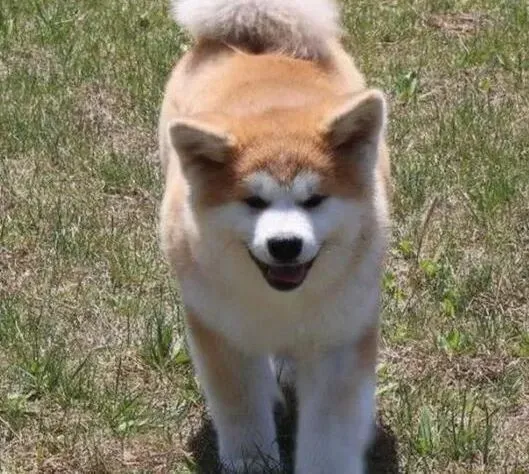 秋田犬|夏季养狗之如何拯救中暑的秋田犬