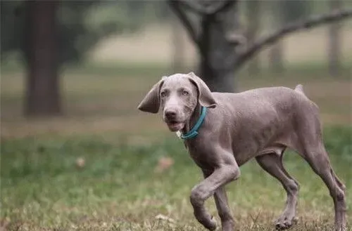 德国魏玛犬吃什么 四种不能缺少的食物 | 魏玛犬