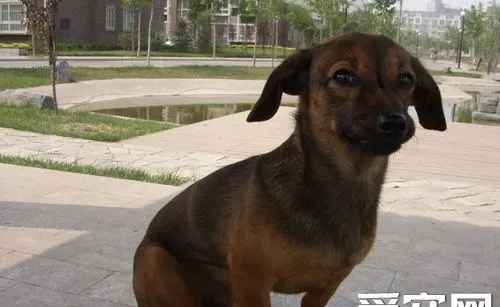 腊肠犬的性格 嗅觉优异耐力惊人 | 腊肠犬