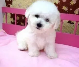比熊犬|比熊犬日常生活中锻炼的四大要点