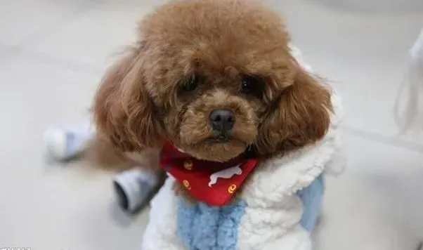 泰迪犬|纠正泰迪犬幼犬与成犬扑人习惯的方法有哪些不同