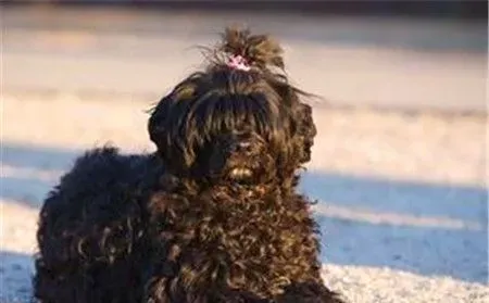 葡萄牙水犬能养到多大 公犬体重19到27公斤 | 葡萄牙水犬