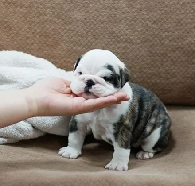 英国斗牛犬|斗牛犬爱吃石头是生病了吗