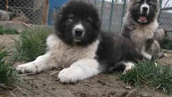 高加索犬|夏季养狗的三关注 高加索犬的卫生不容忽视