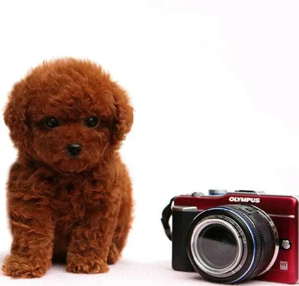 泰迪犬|泰迪犬一直咳嗽，不爱动是怎么了