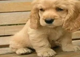 可卡犬|夏季饲养可卡犬应该准备的方法