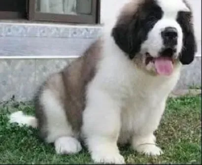 圣伯纳犬|圣伯纳犬如果吃饭太快要怎样解决