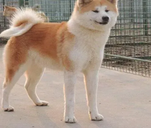 秋田犬|两个月的秋田犬可以带出去玩耍吗