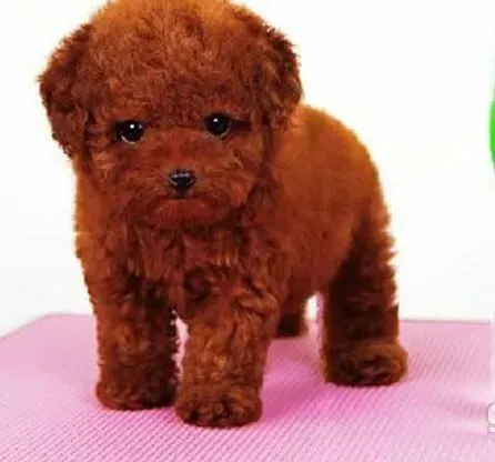 泰迪犬|泰迪犬剧烈呕吐白沫黄水是什么原因