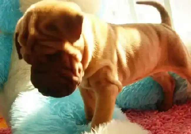 沙皮狗|训练沙皮狗学会站立的最佳方法