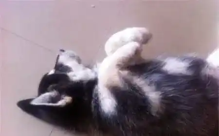 哈士奇拉稀带血可以用庆大霉素么 不能随便使用 | 哈士奇