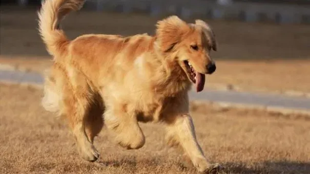 金毛|怎样保护金毛犬的肉垫 黄金猎犬肉垫养护