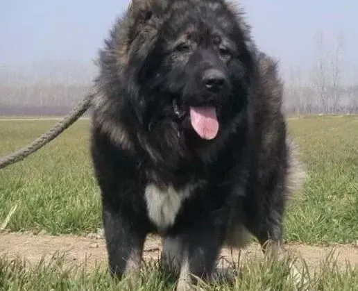 高加索犬|高加索犬长了螨虫应该怎么治疗