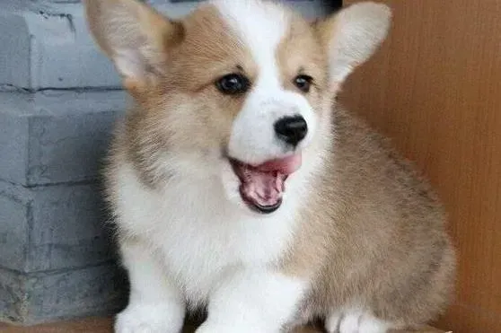 柯基犬|柯基犬洗完澡后眼睛红肿出现眼屎怎么回事