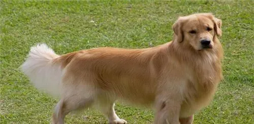 金毛寻回犬皮肤病 金毛犬皮肤病的治疗方法 | 金毛寻回犬