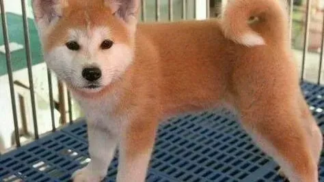 秋田犬|怎么让秋田犬尽快熟悉新环境