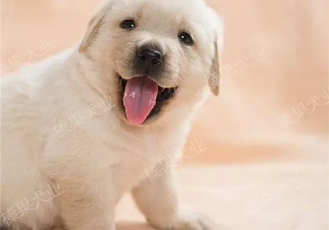 拉布拉多|如何掌握给拉布拉多犬补钙的方法
