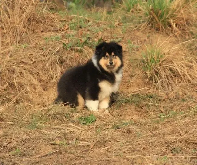 喜乐蒂|喜乐蒂犬手术后舔伤口有问题吗