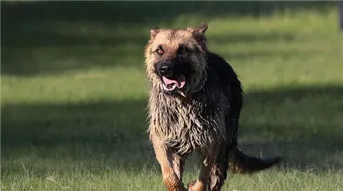 德国牧羊犬喂养的几个要领 幼犬不宜喂牛奶 | 德国牧羊犬