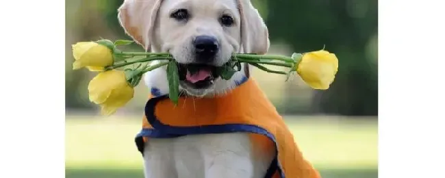 拉布拉多|拉布拉多犬梳毛技巧  让爱犬更加美丽动人