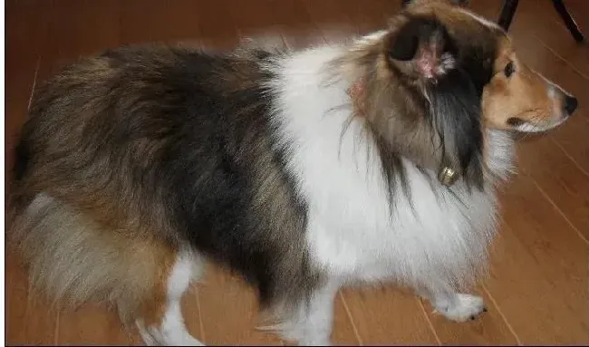 苏格兰牧羊犬|犬瘟热高发期苏格兰牧羊犬怎么预防