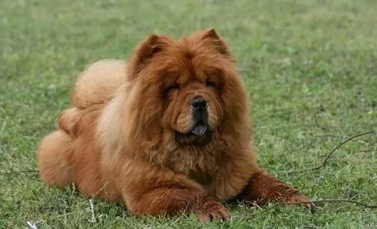 松狮犬|饲喂幼犬的科学方法 饲养松狮犬幼犬要留心哪些事情