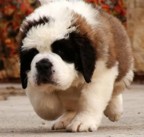 圣伯纳犬|圣伯纳犬乱叫乱咬不能纵容