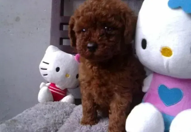 银狐犬|银狐犬月经多少天是正常的情况