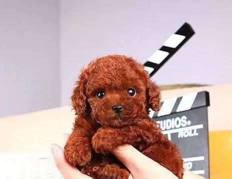 泰迪犬|泰迪犬长双排牙了怎么办 是什么原因造成的