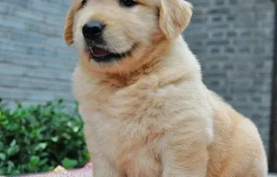 金毛|金毛犬精神不振，流脓鼻涕干呕没事吧