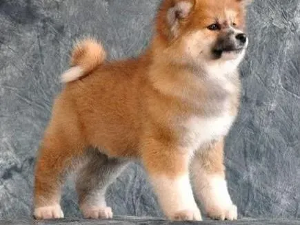 秋田犬|带秋田犬做户外运动时的错误做法