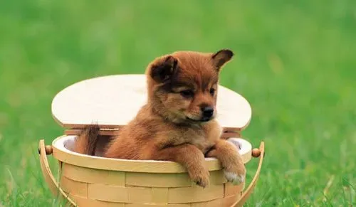 母狗避孕药 科学的避孕方法 | 狗