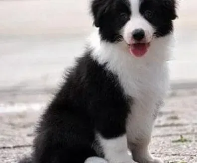 边境牧羊犬|边境牧羊犬只呕吐不拉稀的原因