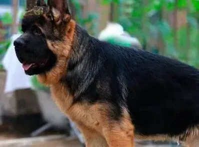 德国牧羊犬|温馨小提示 购买德国牧羊犬狗粮要注意哪些问题