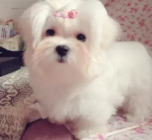 马尔济斯|马尔济斯犬的入门训练之集中精力训练