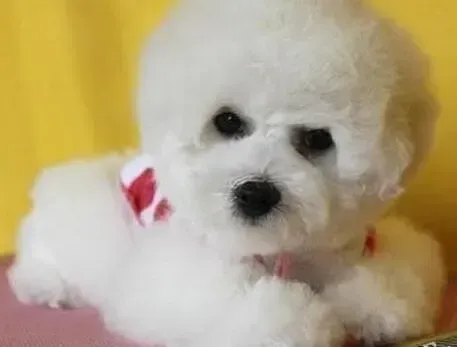 比熊犬|遛狗有门道 正确带比熊犬遛弯的方法