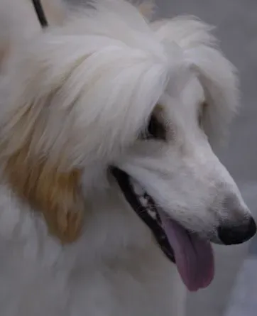 阿富汗猎犬怎么喂 错误喂食影响健康 | 阿富汗猎犬