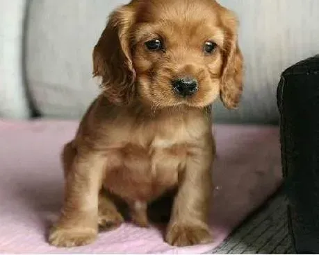 可卡犬|两个月的可卡犬应该吃什么零食